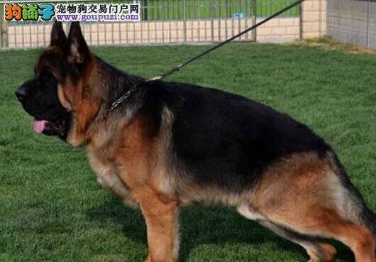 德国牧羊犬口吐白沫而且没有食欲如何是好