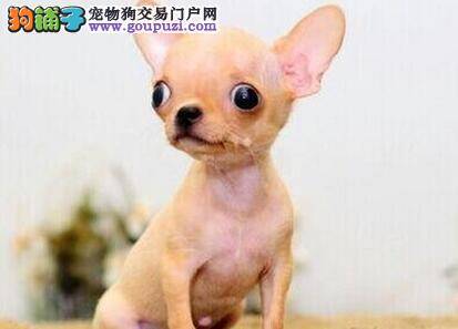 吉娃娃背上有肿块，皮肤发红求解决