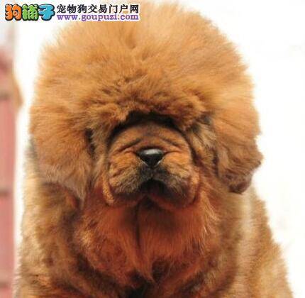 藏獒吃了很辣的食物开始拉肚子怎么办