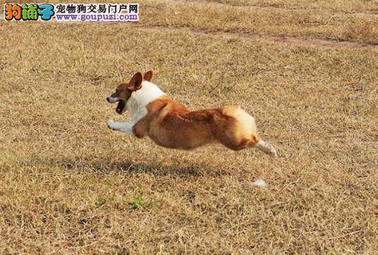 为什么要让柯基犬远离干狗粮