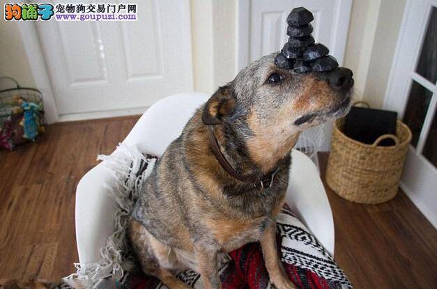 天赋狗狗秀绝技 头顶物品表演平衡术