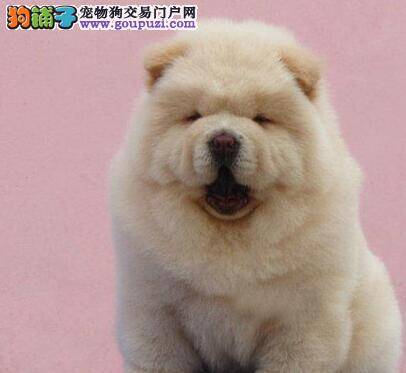 松狮犬经常拉稀是怎么回事