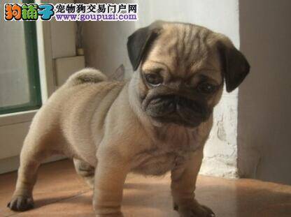 巴哥犬掉毛特别严重，求治疗方法