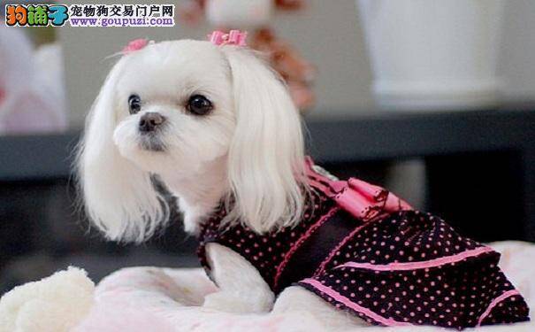 马尔济斯犬发型技巧 给马尔济斯犬做造型