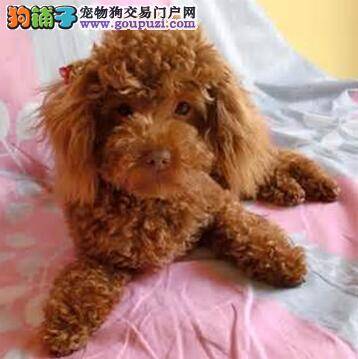 挑选健康的泰迪犬幼犬 主人要关注哪些方面