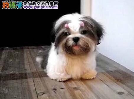 西施犬的肢体语言会给主人带来哪些错觉