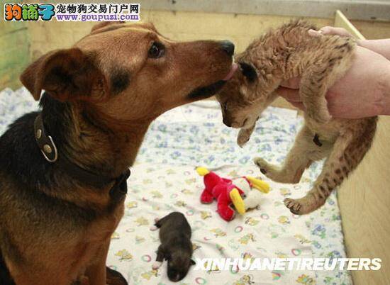 两天大的丧母狮宝宝躺在狗妈妈身边吃奶(多图)