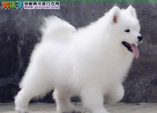 萨摩耶犬购买方法