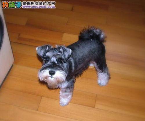 奶水不够 雪纳瑞幼犬应当如何喂养