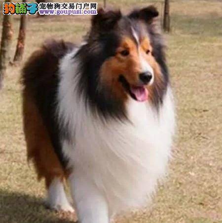 如何判断喜乐蒂犬是否优秀