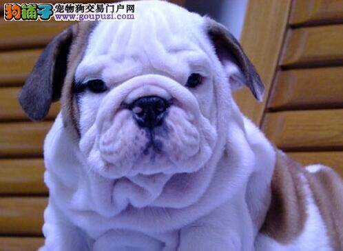 斗牛犬的脸上长红包，总流泪怎么办