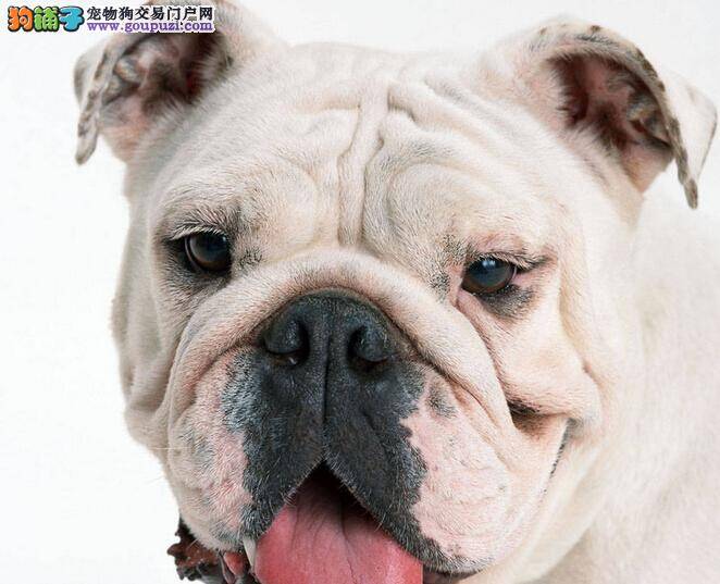 健康新搭档 斗牛犬在饮食方面应注意些什么