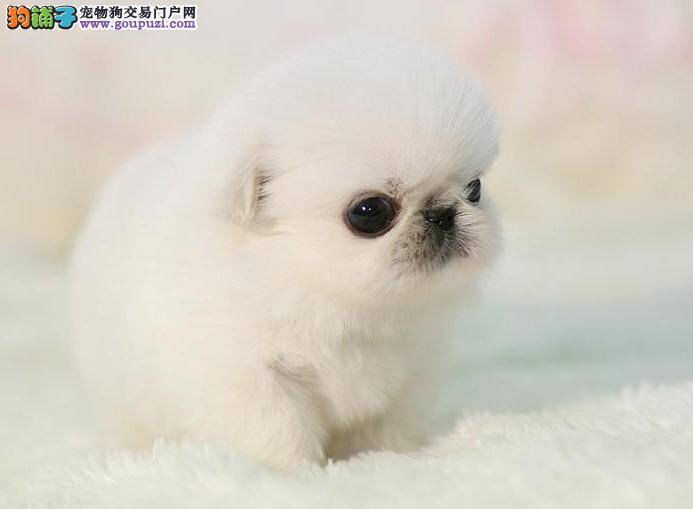 京巴犬发烧好几天了有什么方法可以让它退烧