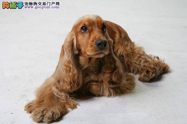 【可卡犬价格】纯种可卡犬多少钱一只（全国报价）