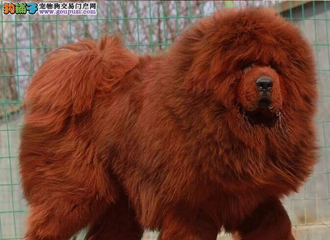 藏獒的眼睛里有很多血丝是怎么回事
