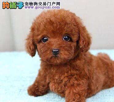 纯种泰迪犬的标准身材应该是什么样的
