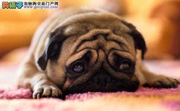 巴哥犬的耳垢如何清理？