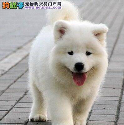 最近萨摩耶的毛发有点打结如何处理这个问题