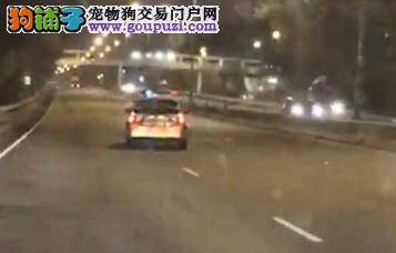 新田公路警车S行,原来为救狗