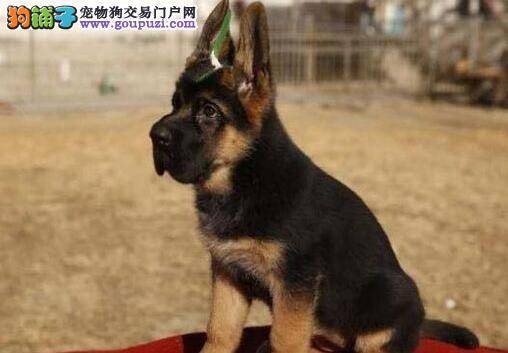 饲养德国牧羊犬前要确定主人是否具有饲养的条件