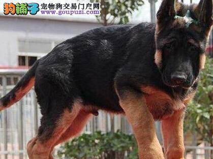 如何才能让德国牧羊犬不搞破坏