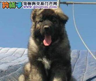 高加索犬拉稀好几次了，没事吧