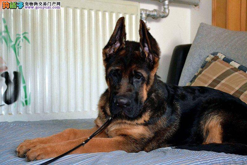 狼狗皮肤上出现很多螨虫，全身红点，求解答