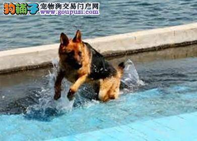 通常情况下选购买德国牧羊犬要选择什么样的