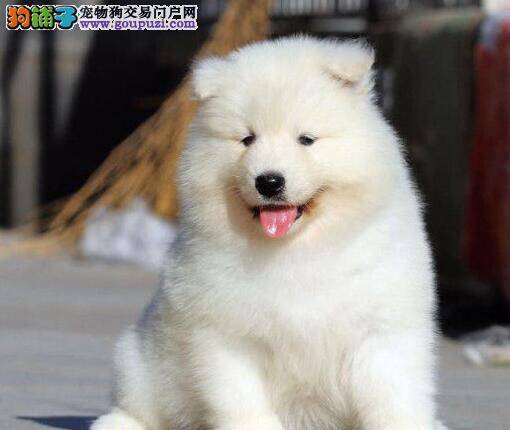 如何才能选到健康纯种的萨摩耶幼犬