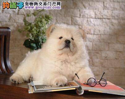 小器官大作用 简单护理松狮犬鼻子的小方法