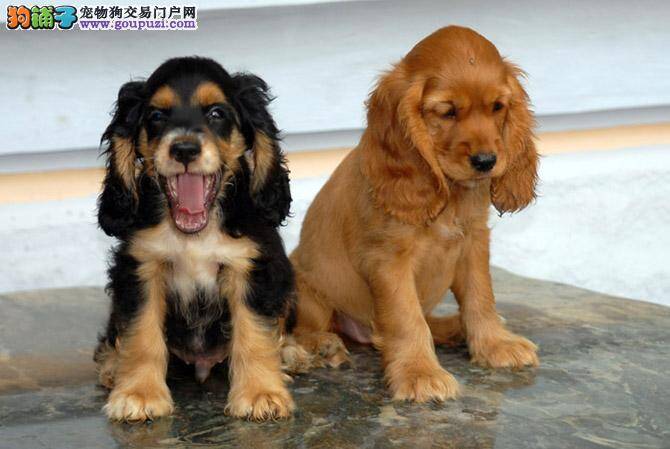 吸烟会对可卡犬带来哪些威胁