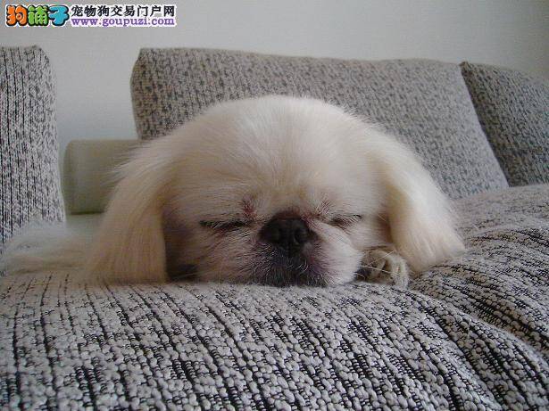 如何为京巴狗选择有助于睡眠的狗窝