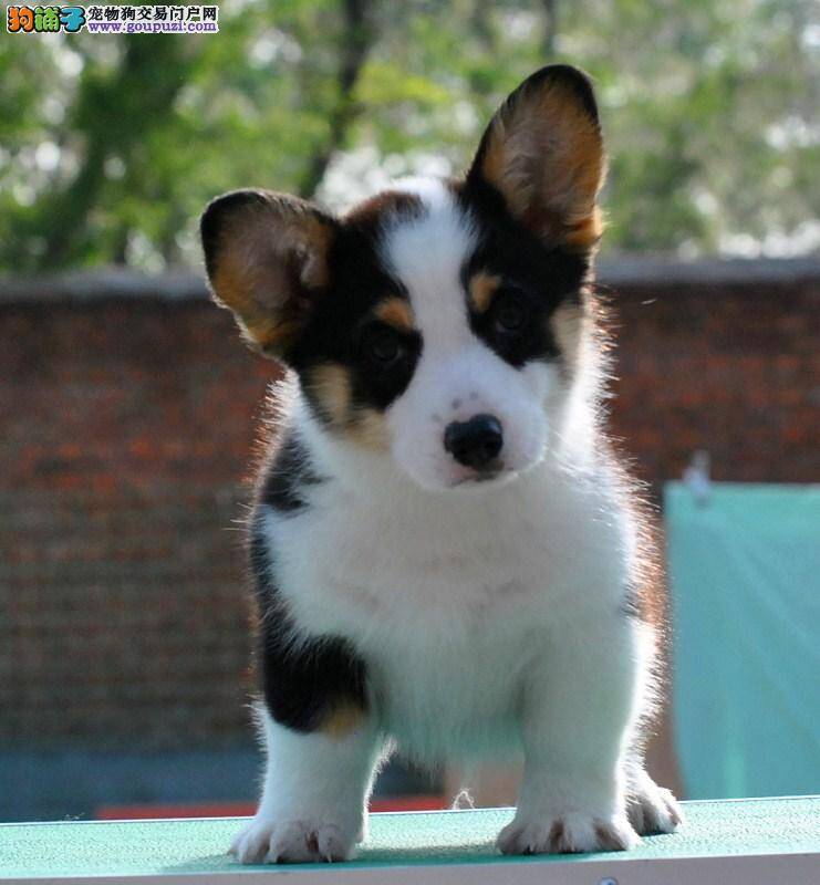 柯基犬不小心把塑料袋吃了要紧吗