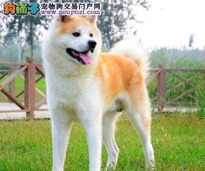 让别人代养秋田犬我们要注意哪些问题