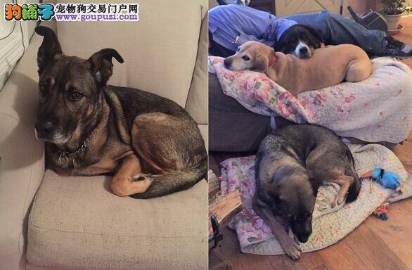 幸福来得太快...狗狗不断起床走动 只为确认家人都还在