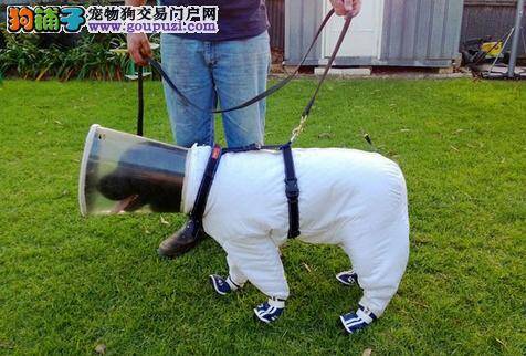 细心养蜂人为爱犬制作专门防蛰的“工作服”