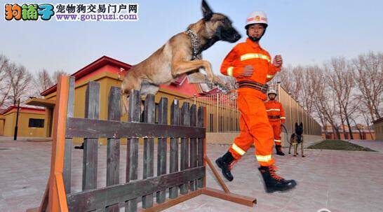 无声天使搜救本领大——记那些战斗在危险地带的狗狗