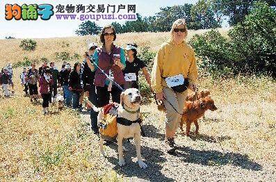 旧金山首届百万狗散步活动开幕 让狗主人受益匪浅