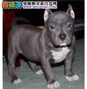 怎样训练比特犬学会定点上厕所