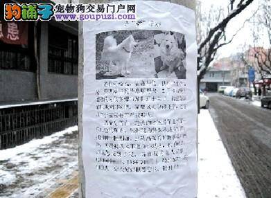 六旬老人亲手写“寻萨摩启事”，希望找回爱犬