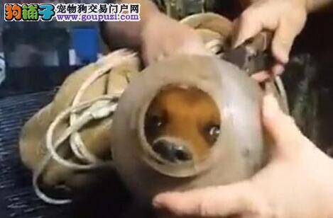 “现存最长寿犬”度过25岁生日 可申请吉尼斯世界纪录