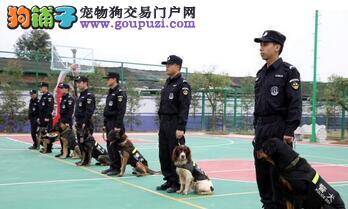 优秀警犬三年抓捕数十名嫌疑人 为群众服务能力极高