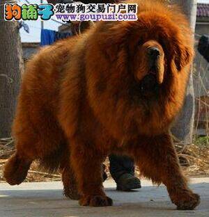 冬季藏獒严重掉毛是正常情况吗