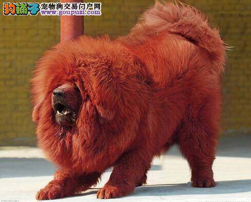 走进大型犬 熟悉藏獒具备的优点和本领