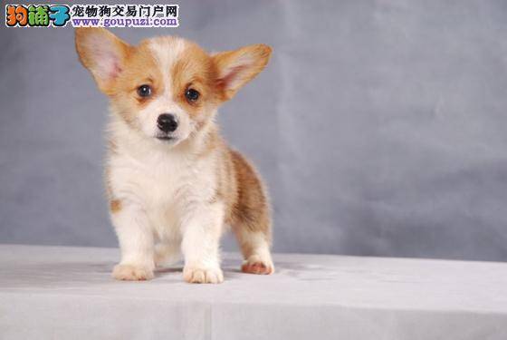 柯基犬干呕拉稀还打喷嚏怎么回事