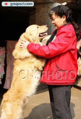 重庆下岗女工20年收养数百流浪猫狗欲拍电影倡慈善