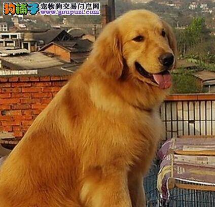 美容秘籍之金毛犬美丽变身的五大步骤