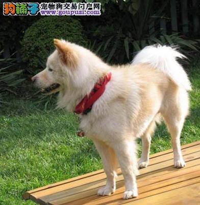 介绍秋田犬 了解它成为优秀伴侣犬的原因