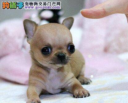 吉娃娃耳朵有臭味是耳螨吗，用什么药治疗