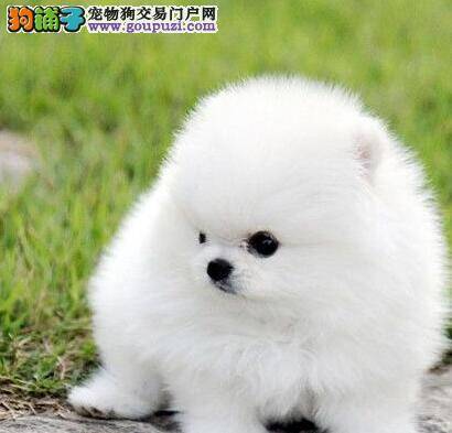 两个月的博美犬吃什么狗粮好